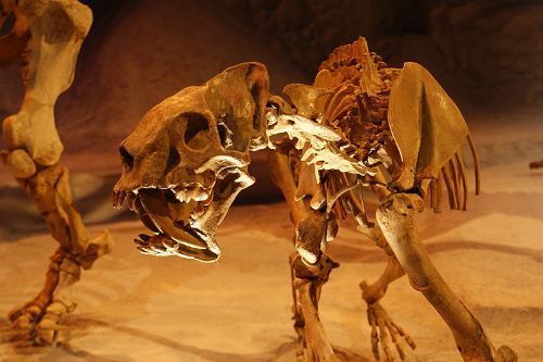 Facts about Saber Tooth Tigers